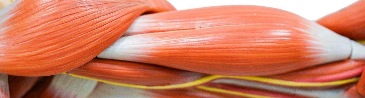 imagen_masa_muscular_3D