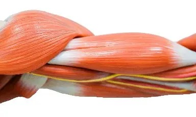 imagen_masa_muscular_3D